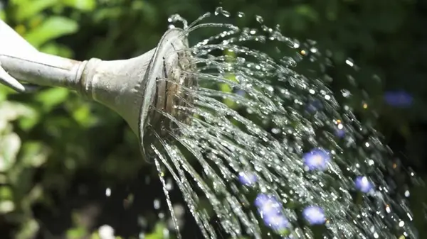 Садовники назвали лучшее и худшее время для полива огорода: вы будете удивлены