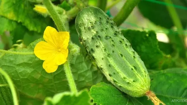 Ваши огурцы будут плодоносить до самых морозов: запомните пять важных советов