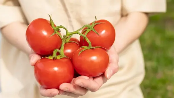 Три натуральных подкормки для томатов, чтобы были толстенькими и быстрее наливались