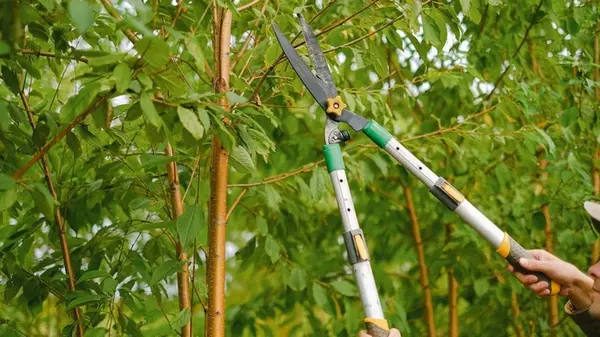 Успейте обрезать до сентября некоторые деревья: это поможет получить урожай в следующем году