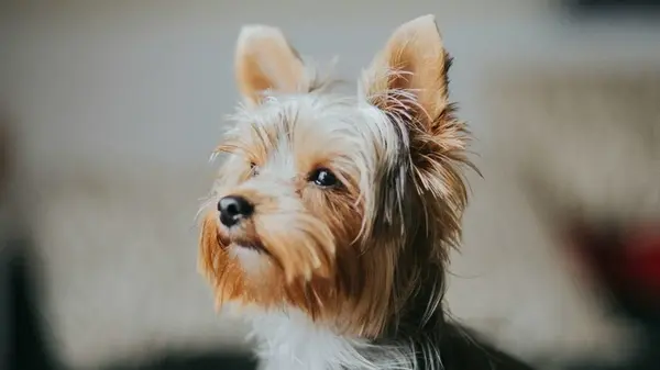 Как определить, что Йорк начал стареть: правила ухода за летней собачкой