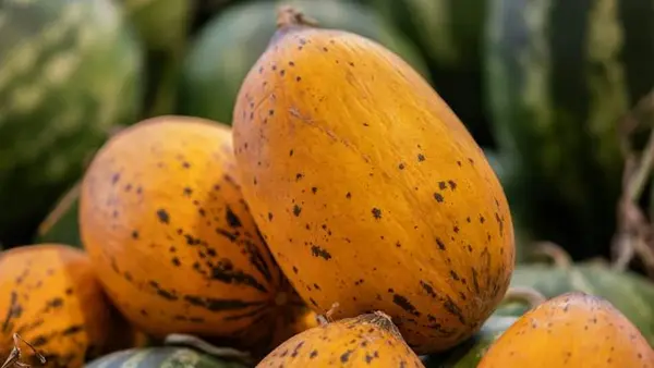 Никогда не покупайте такие дыни: три опасных признака, которые легко проверить на рынке