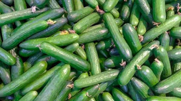 В жару обязательно подлейте этим огурцы: пустоцветов точно не будет