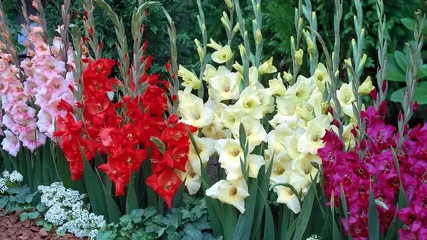 Чем подкормить гладиолусы летом для пышного цветения