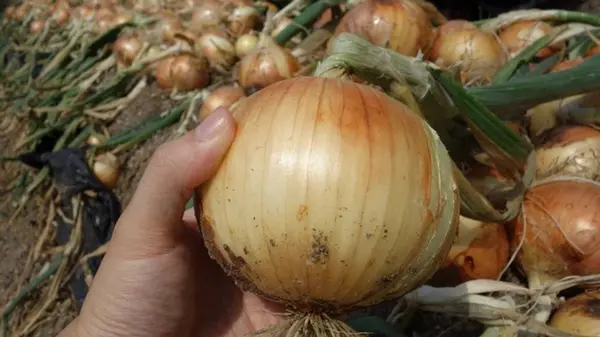Когда нужно копать лук в 2025 году: лучшее время и признаки того, что он уже созрел