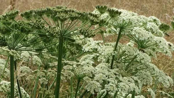 Всего одна ложка — и сорняк уничтожится до корней: эффективное средство от борщевика