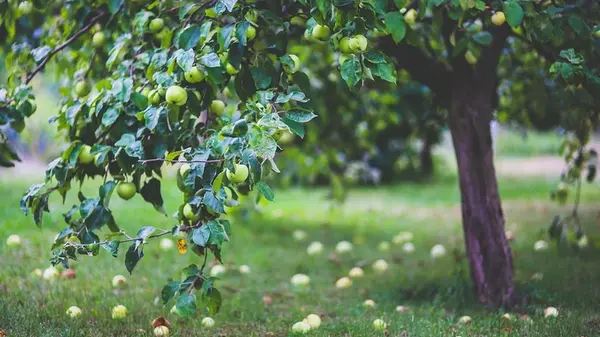 Какие 6 деревьев нужно обрезать до сентября: осенью их уже трогать нельзя