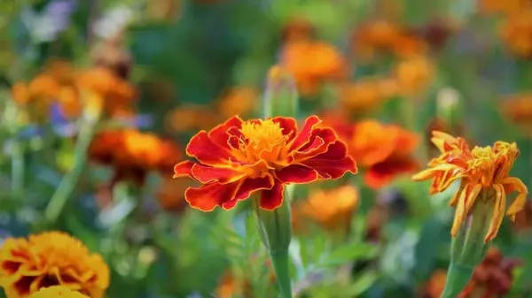 Как вырастить бархатцы из семян: пошаговое руководство для яркого сада