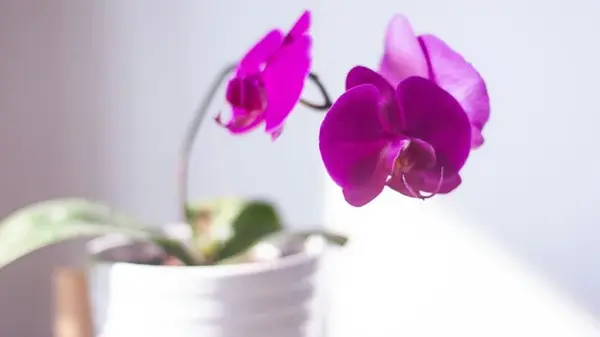 «Белое золото», которое заставит даже засохшую орхидею цвести