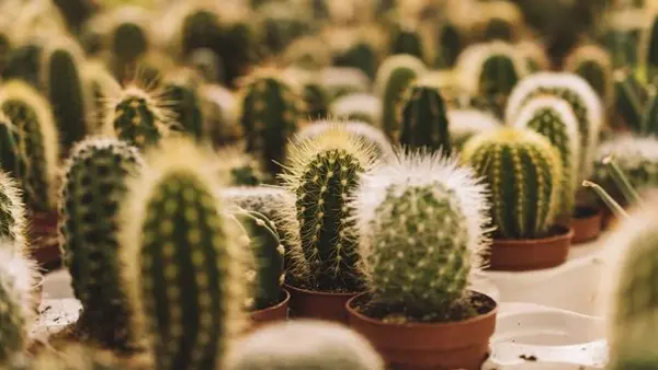 Правда ли, что кактус на столе защищает от радиации? Наконец-то раскрыта вся правда