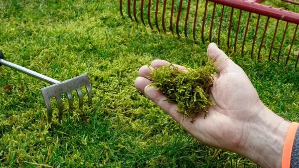 Скошенная трава — не мусор: что с ней делать летом