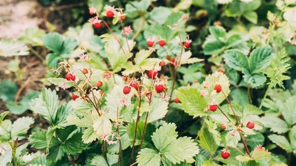 Когда и как пересаживать клубнику и землянику, чтобы к осени укоренились все кусты