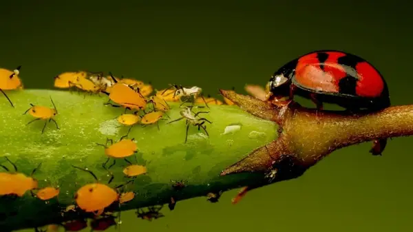 Не выбрасывайте картофельную ботву: из нее можно приготовить чудо-настой для борьбы с тлей