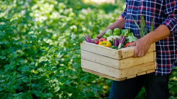 Календарь огородника по Луне на август 2025: что посадить и чем заняться на участке