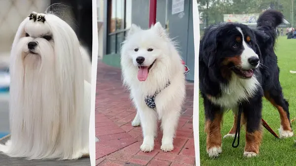 Мягкие, как игрушки: эксперты назвали 7 пушистых пород собак