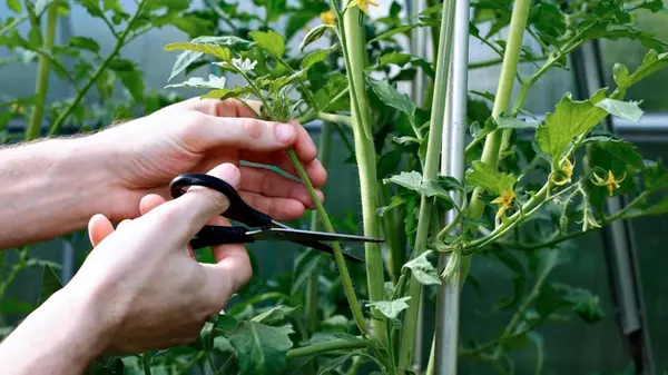 Как пасынковать помидоры после 20 июля: плоды начнут наливаться на глазах