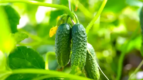 Как правильно обрезать огурцы: советы, которые помогут собрать рекордный урожай