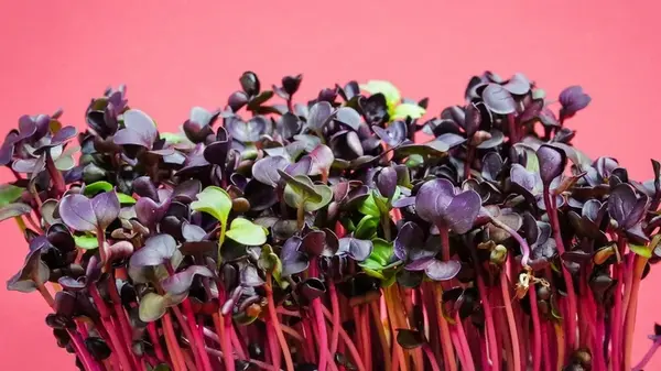 Эксперты назвали самую полезную зелень для вашего организма: подвинула с топа даже капусту кале