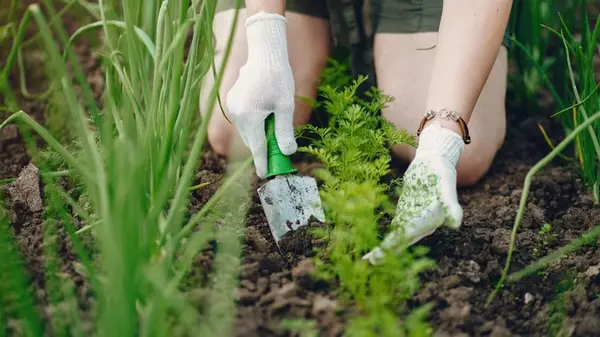 Посадите это в августе — и соберете щедрый урожай в сентябре: 5 культур, которые не поздно посеять