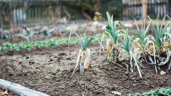 Завтра последний день: вот чем специалисты советуют поливать лук в июле, чтобы увеличить урожай