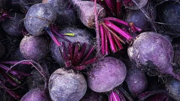 Действенный «коктейль» для свеклы: эффективная подкормка, чтобы получить чрезвычайный урожай