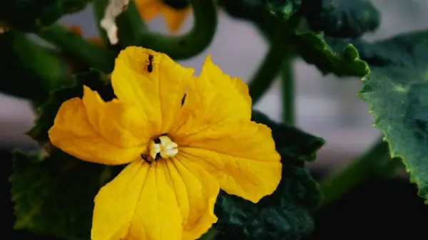 Когда можно посадить огурцы летом во второй раз: поторопитесь сделать это в июле