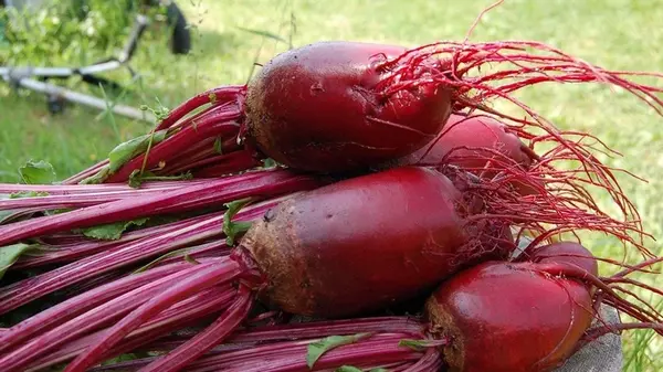 Когда нужно выкапывать свеклу: названо благоприятное время