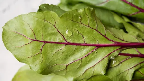 Листья свеклы — суперфуд или отходы? Ответ удивит всех