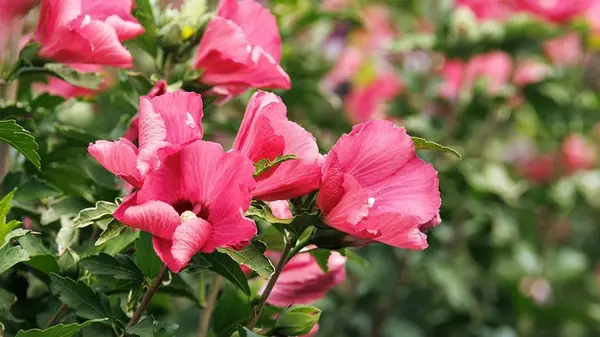 Садоводы назвали 7 «кошмарных» растений, которые не стоит сажать рядом с домом