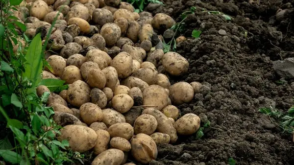 Как понять, что пора копать картофель: агрономы поделились основным признаком спелости урожая