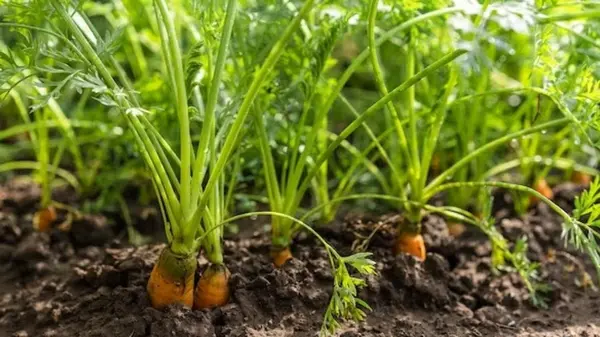 Как сеять морковь сейчас, в августе, чтобы не прореживать, а урожай собрать до сентября