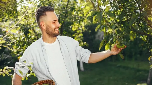 Как заставить деревья плодоносить каждый год: об этом не знают даже опытные садоводы