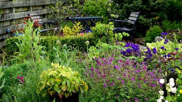 Популярные, но опасные: эти растения могут угрожать вашему саду