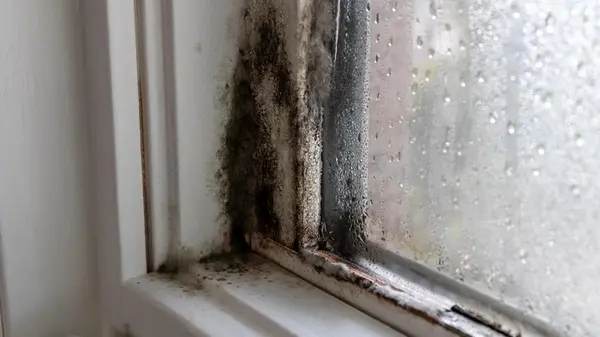 Как безопасно очистить древесину от плесени: эксперты-реставраторы раскрыли свои секреты