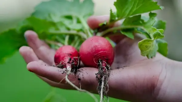 Как посадить редиску в августе, чтобы успеть получить урожай: пять основных правил