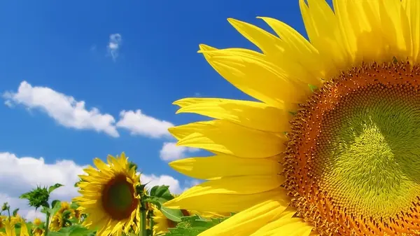 Гороскоп на неделю: для всех знаков зодиака