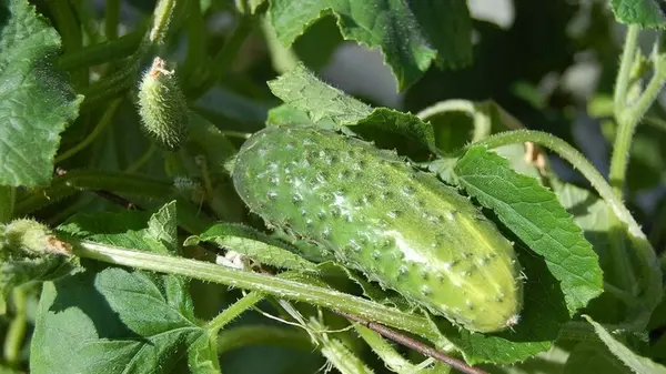 Как лучше посадить огурцы в августе, чтобы получить урожай осенью: лайфхаки для выращивания овощей