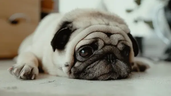 Каких собак не стоит заводить новичкам: эксперты назвали 4 породы