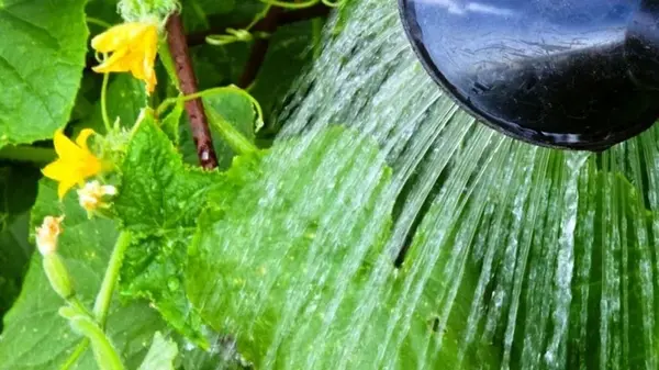 Когда поливать огурцы и как это лучше делать