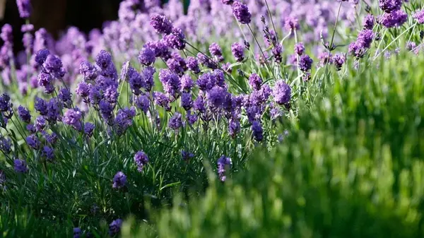 Сделайте только одну процедуру кустами лаванды в августе и она будет радовать вас не один сезон