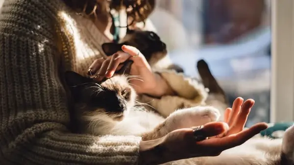 Зачем нужно гладить кошку: причина, которая растопит сердце каждого