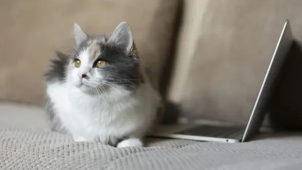 Простые шаги для ускорения ноутбука без ремонта