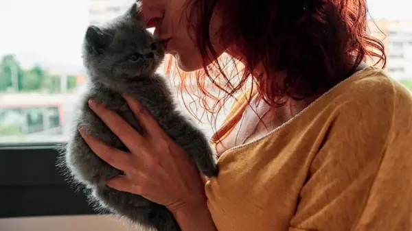 Какие коты очень тактильные и ласковые: эксперты назвали топ-14 пород