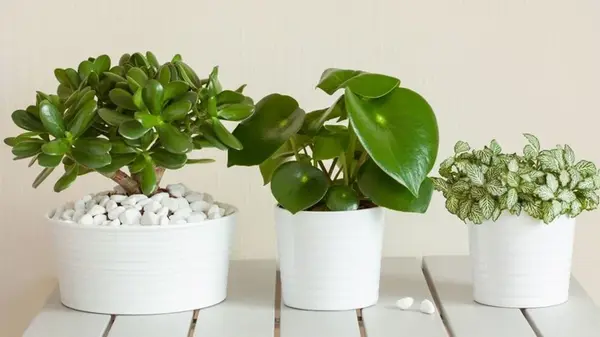 Как улучшить дренаж почвы в горшках комнатных растений: полезные советы