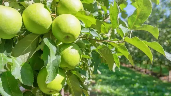 Как бороться с яблокопадом: что делать, если с дерева падают зеленые плоды