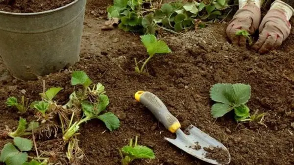 Когда и как садить клубнику осенью: конец августа — идеальное время для этого