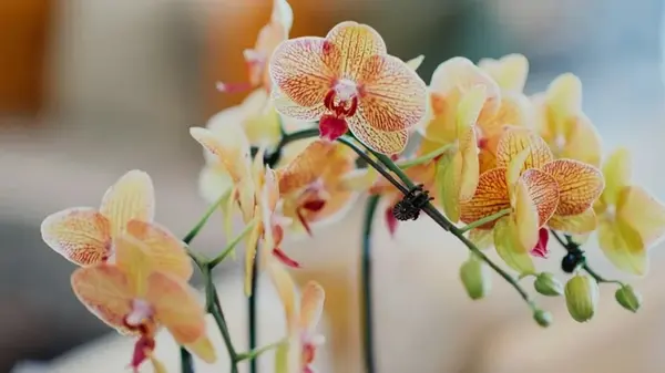 Секрет роскошного цветения орхидеи: просто полейте ее этим простым кухонным раствором