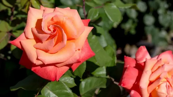 Остался последний шанс для укрепления роз: обязательно добавьте это удобрение в августе