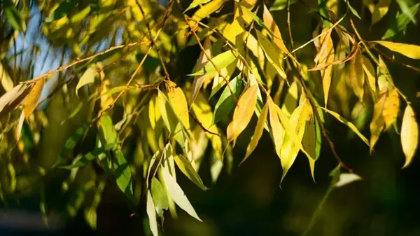 Почему нельзя сажать иву на своем дворе: народные приметы, которые не стоит игнорировать