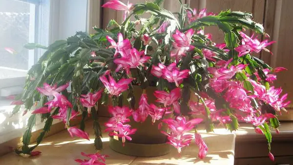 Комнатное растение, которое часто заливают: как не навредить декабристу